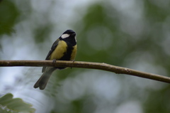 Parus major