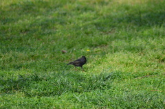 Sturnus vulgaris