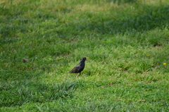 Sturnus vulgaris