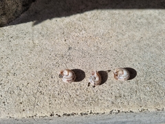 Marmorana serpentina