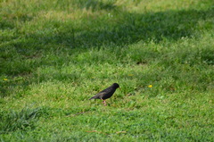 Sturnus vulgaris