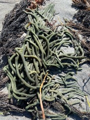 Codium galeatum