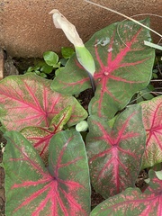 Caladium