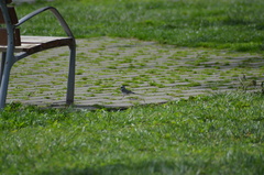 Motacilla alba