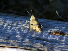 Asiotmethis muricatus