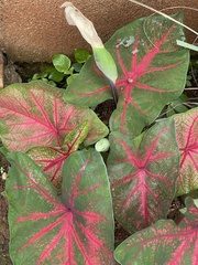 Caladium