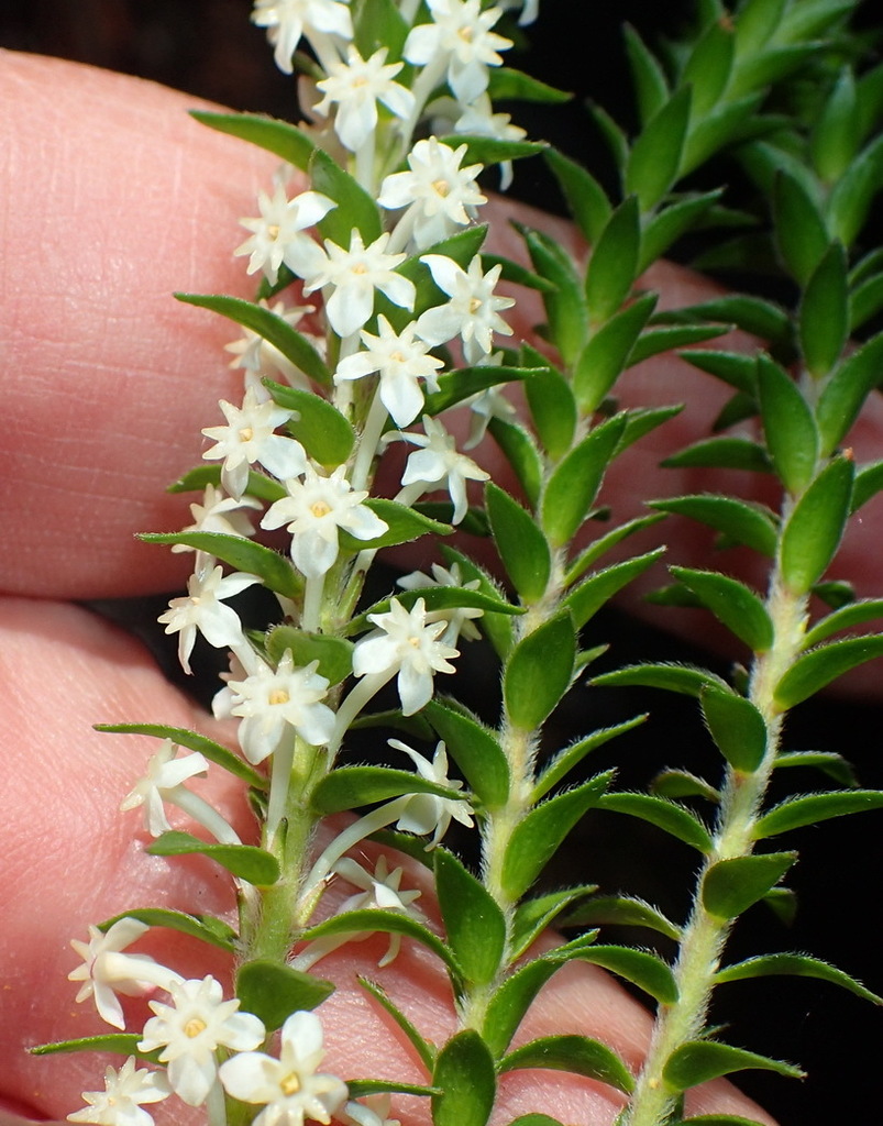 Shaggy Capespray