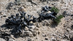 Anabasis cretacea
