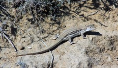 Central Asian Racerunner photo 4