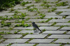 Motacilla alba