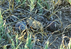 Asiotmethis muricatus