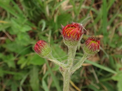 Tephroseris longifolia