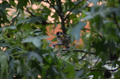 Carduelis carduelis