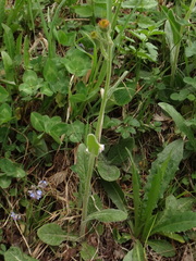 Tephroseris longifolia