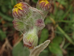 Tephroseris longifolia