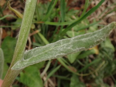 Tephroseris longifolia