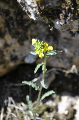 Sisymbrium confertum