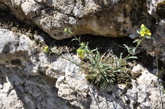 Sisymbrium confertum