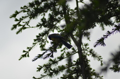 Cyanistes caeruleus