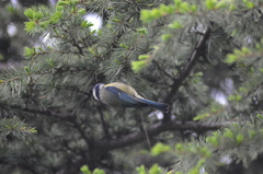 Cyanistes caeruleus