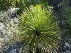 Yucca linearifolia