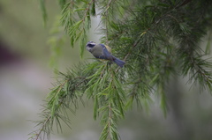 Cyanistes caeruleus