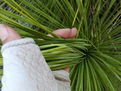 Yucca linearifolia