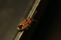 Melanotelus bipunctatus