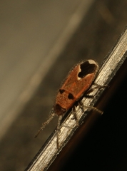 Melanotelus bipunctatus