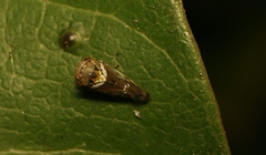 Idioscopus nitidulus