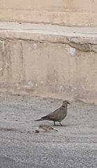 Streptopelia decaocto