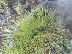 Yucca linearifolia