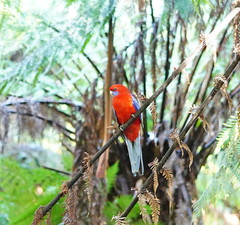 Platycercus elegans elegans