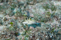Canthigaster coronata