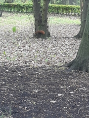 Sciurus vulgaris