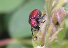 Merhynchites bicolor