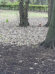 Sciurus vulgaris