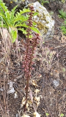 Umbilicus heylandianus