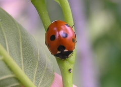 Coccinella septempunctata