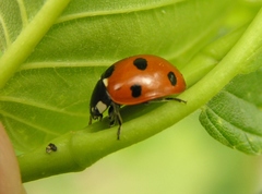 Coccinella septempunctata