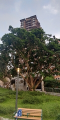 Ficus caulocarpa