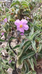 Cistus horrens