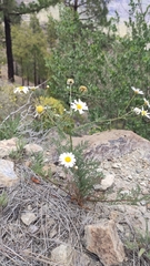 Argyranthemum adauctum canariense