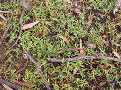 Persicaria prostrata