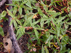 Persicaria prostrata
