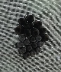 Rhaphigaster nebulosa