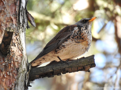 Turdus pilaris