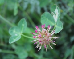 Trifolium spumosum