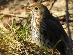 Turdus philomelos