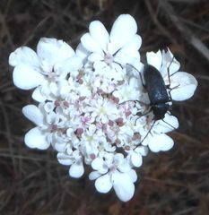Coleoptera